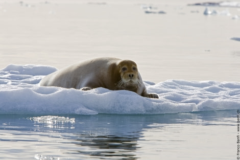 Bearded Seal, Spitsbergen, June © Franco Banfi-Oceanwide Expeditions.jpg