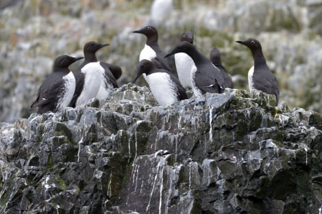 Common Guillemot, Spitsbergen, Alkefjellet, June