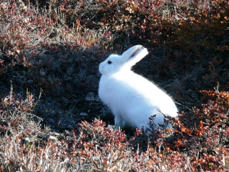 Arctic Hare, Northeast Greenland, September © Rob Tully-Oceanwide Expeditions.JPG