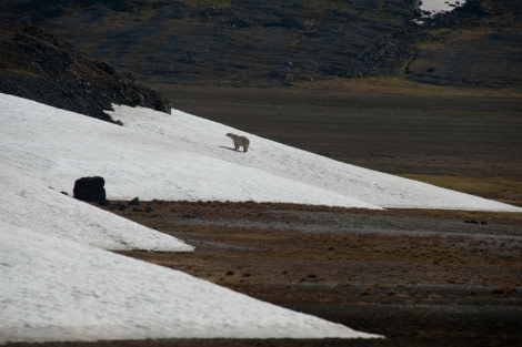 Polar Bear, Snow,. Spitsbergen, July © Erwin Vermeulen-Oceanwide Expeditions.jpg