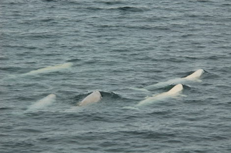 Spitsbergen, Beluga Whales, July © Elke Lindner-Oceanwide Expeditions (2).jpg