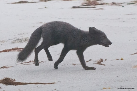 Arctic fox 'Blue fox', Svalbard © Gerard Bodineau - Oceanwide Expeditions