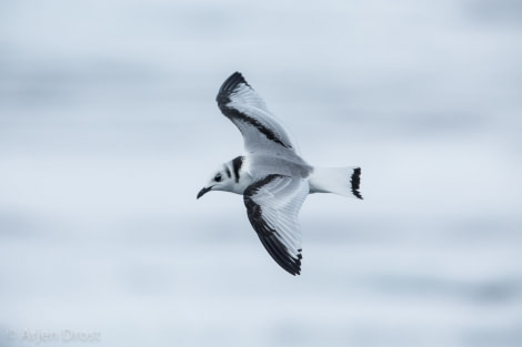 Kittiwake