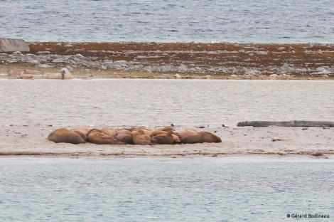 Walrus on Smeerenburg © Gerard Bodineau - Oceanwide Expeditions