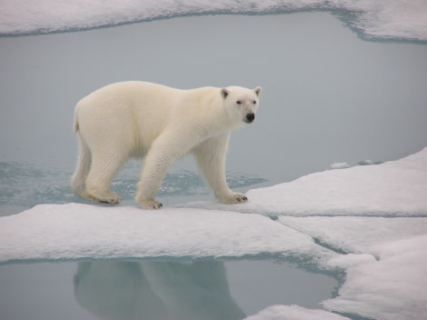 Polar Bear, Spitsbergen, September © Mike Murphy-Oceanwide Expeditions (3).JPG
