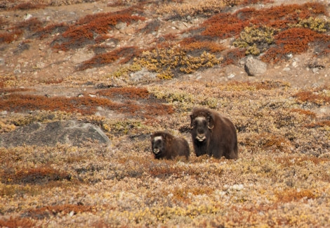 Northeast Greenland, Musk Oxen © Erwin Vermeulen-Oceanwide Expeditions.jpg