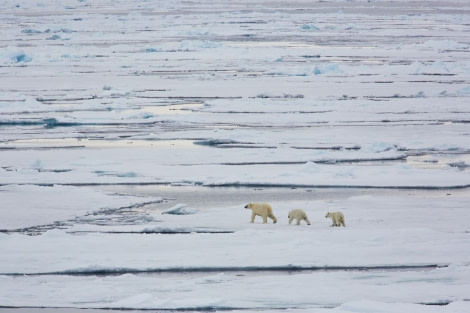 NO SPITSBERGEN 2 IMG_5615.jpg