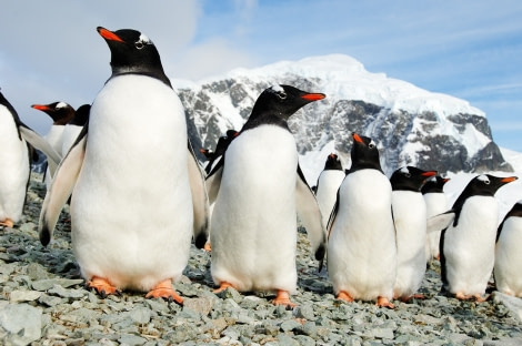 Antarctic Peninsula_Danco Island_Gentoo Penguins, March © Martin van Lokven-Oceanwide Expeditions_MVL_20070307_0034.jpg