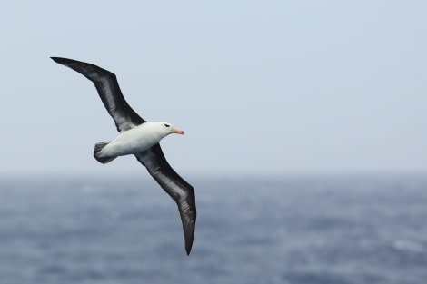 Black-browed albatross