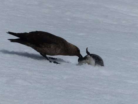 PLA26-17_13JAN_Brown_Skua_kiling_Gentoo_chick-Oceanwide Expeditions.jpg