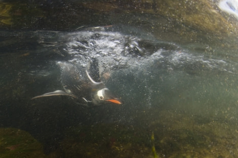 Gentoo penguin Diving Antarctica, Polar Diving