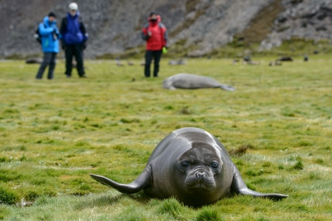 OTL25-17_20161223_ElephantSeal_Stromness_SandraPetrowitz-Oceanwide Expeditions.jpg