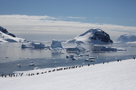 Typical Antartica Peninsula with penguins and icebergs © Jeremy King - Oceanwide Expeditions