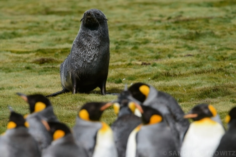 OTL25-17_20161223_Stromness_Wildlife_SandraPetrowitz-Oceanwide Expeditions.jpg