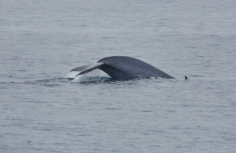 Blue Whale_North Spitsbergen Polar Bear Special, June © Markus Eichenberger-Oceanwide Expeditions (171).jpg