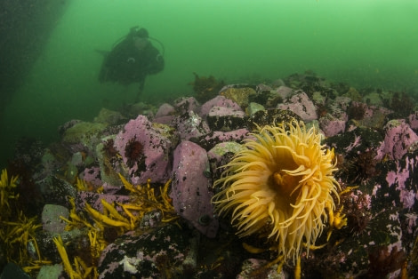 Wreck Governøren Diving Antarctica, Polar Diving