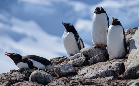 Mikkelsen Harbour Gentoos © Sandra Petrowitz - Oceanwide Expeditions.jpg