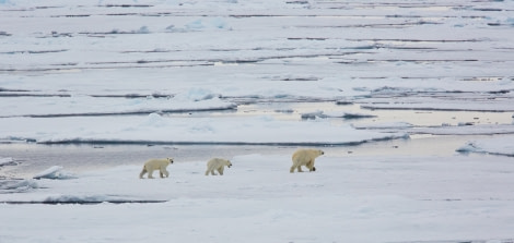 North Spitsbergen Polar Bear Special, June © Markus Eichenberger-Oceanwide Expeditions (64).jpg