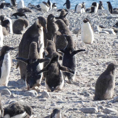 OTL27-17_03Feb,Day 21 Victoria Salem. Emperor amongst Adelie chicks, Franklin Island-Oceanwide Expeditions.jpg