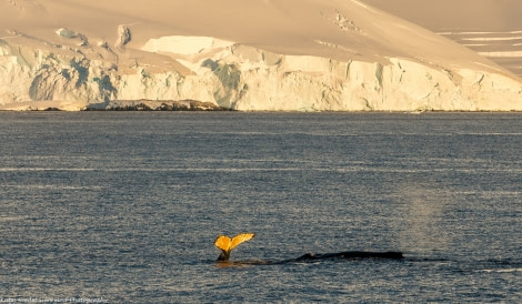 PLA29-17_20170301_Katja Riedel_DSC_9304_Whales in Gerlach-Oceanwide Expeditions.jpg