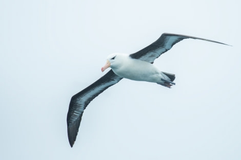 PLA29-17_20170216 Katja Riedel DSC_6277 blackbrowed albatross 1-Oceanwide Expeditions.jpg