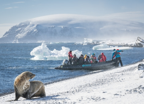 Zodiac landing on Brown Bluff, welcomed by a Fur seal © Dietmar Denger - Oceanwide Expeditions.jpg