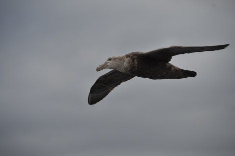 PLA27-17_19_Jan_at sea giant petrel-Oceanwide Expeditions.jpg