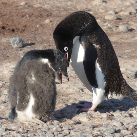 OTL27-17_06Feb, Day 24 Victoria Salem. Adult Adelie & chick-Oceanwide Expeditions.JPG