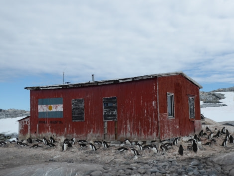 OTL27-17_17Jan, Day 5 Victoria Salem. Petermann Island hut with penguins-Oceanwide Expeditions.JPG