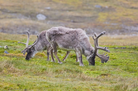 North Spitsbergen Polar Bear Special, June © Markus Eichenberger-Oceanwide Expeditions (210).jpg