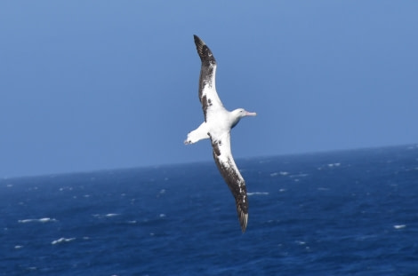 PLA27-17_19_Jan_at sea wandering albatross-Oceanwide Expeditions.jpg