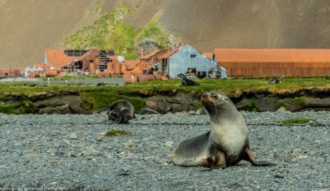 PLA29-17_20170222_Katja Riedel_DSC_7580 Fur seal Stromness-Oceanwide Expeditions.jpg