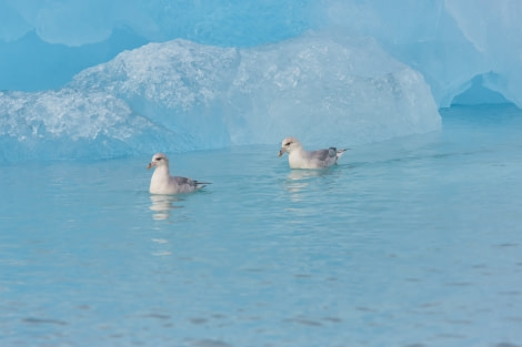 North Spitsbergen Polar Bear Special, June © Markus Eichenberger-Oceanwide Expeditions (146).jpg