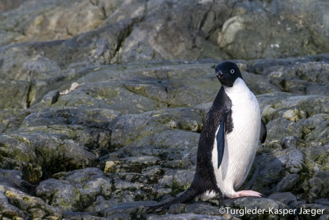 PLA27-17_01_Feb_Yalours 1-Oceanwide Expeditions.jpg