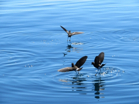 PLA27-17_26_Jan_Wilson's storm petrels at Godthul 1-Oceanwide Expeditions.jpg