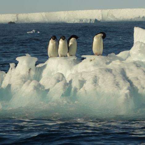 OTL27-17_02Feb, Day 20 Victoria Salem. Adelie penguins on bergy bit-Oceanwide Expeditions.JPG