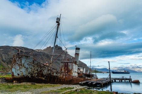 PLA29-17_20170222_Katja Riedel_DSC_7627 Grytviken-Oceanwide Expeditions.jpg