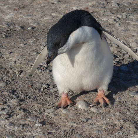 OTL27-17_06Feb, Day 24 Victoria Salem. Juvenile Adelie penguin-Oceanwide Expeditions.JPG