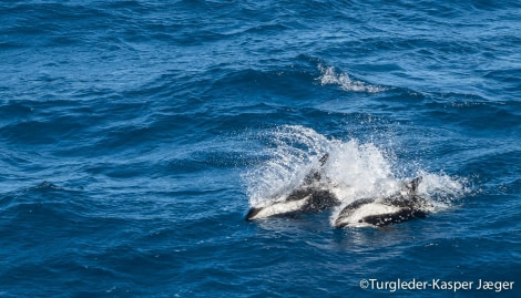 PLA27-17_22_Jan_at sea 4-Oceanwide Expeditions.jpg