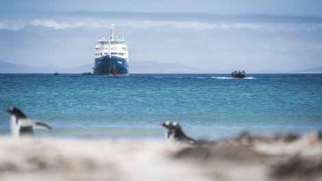 Falklands, South Georgia, Ant Peninsula © Fotografie Dietmar Denger-Oceanwide Expeditions20.jpg