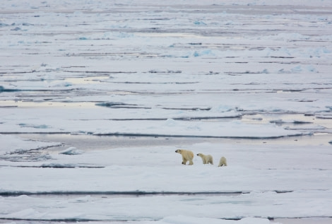 North Spitsbergen Polar Bear Special, June © Markus Eichenberger-Oceanwide Expeditions (62).jpg