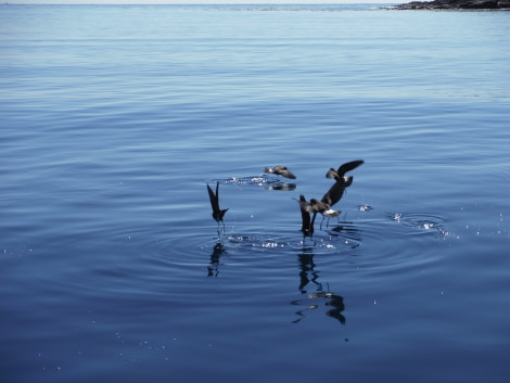 PLA27-17_26_Jan_Wilson's storm petrels Godthul 3-Oceanwide Expeditions.jpg