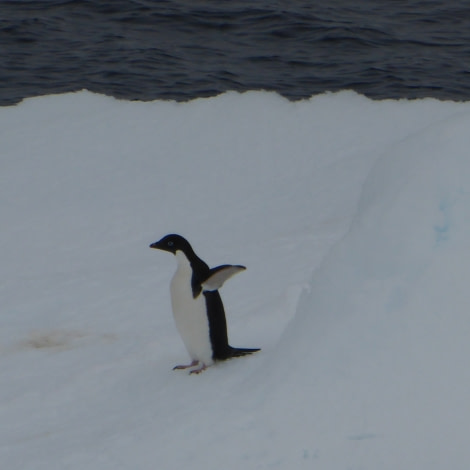 OTL27-17_26Jan, Day 14 Victoria Salem. Adelie penguin 1-Oceanwide Expeditions.JPG