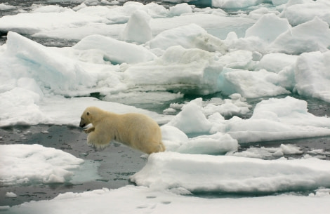 Polar bear in pack ice, North Spitsbergen