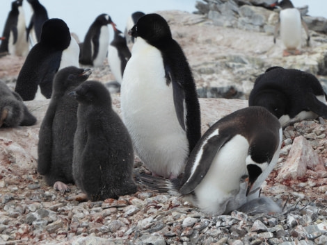 OTL27-17_17Jan, Day 5 Victoria Salem. Petermann Adelie and Gentoo chicks-Oceanwide Expeditions.JPG