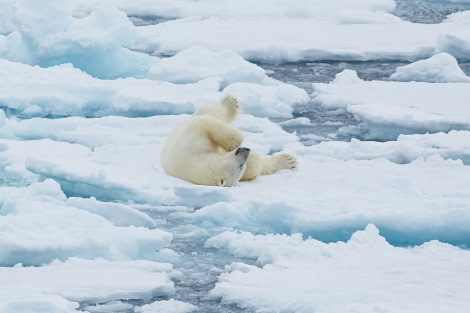 North Spitsbergen Polar Bear Special, June © Markus Eichenberger-Oceanwide Expeditions (55).jpg