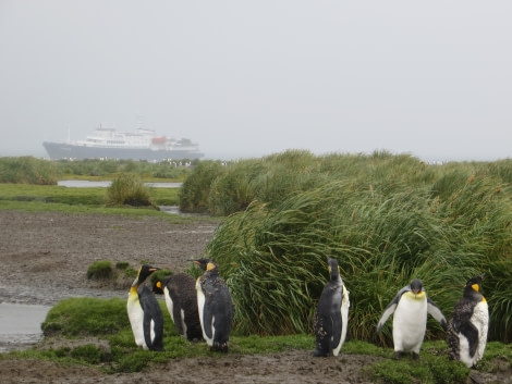 PLA27-17_24_Jan_Pic 3 Salisbury-Oceanwide Expeditions.jpg