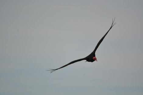 PLA27-17_Vulture over Saunders-Oceanwide Expeditions.jpg