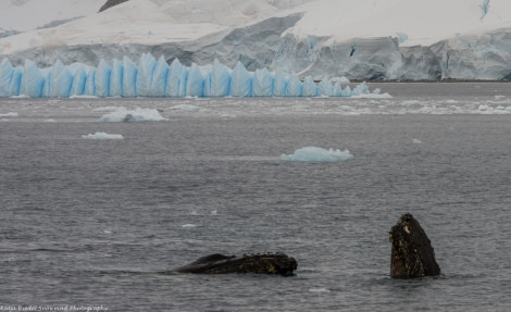 PLA30-17_20170311_Katja Riedel_Errera Channel_DSC_2766-Oceanwide Expeditions.jpg