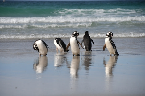 PLA27-17_20_Jan_Magellanic penguins at Saunders-Oceanwide Expeditions.jpg